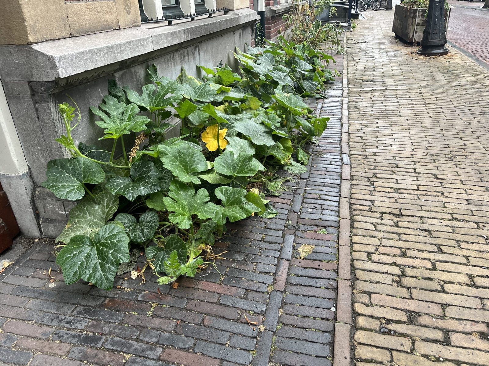 Foto van een stoep in de stad waar tegels gewipt zijn om ruimte te maken voor een groetnetuintje waar courgettes groeien